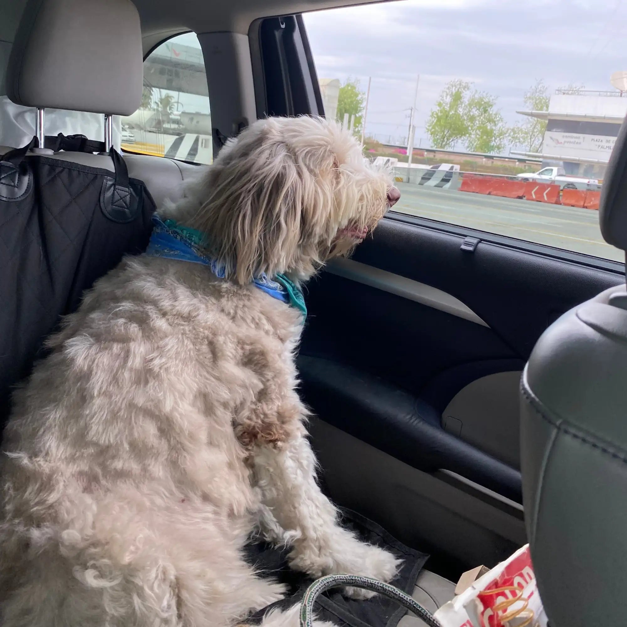 A fluffy, cream-colored dog with long, curly fur sits in the back of a car wearing a blue bandana.