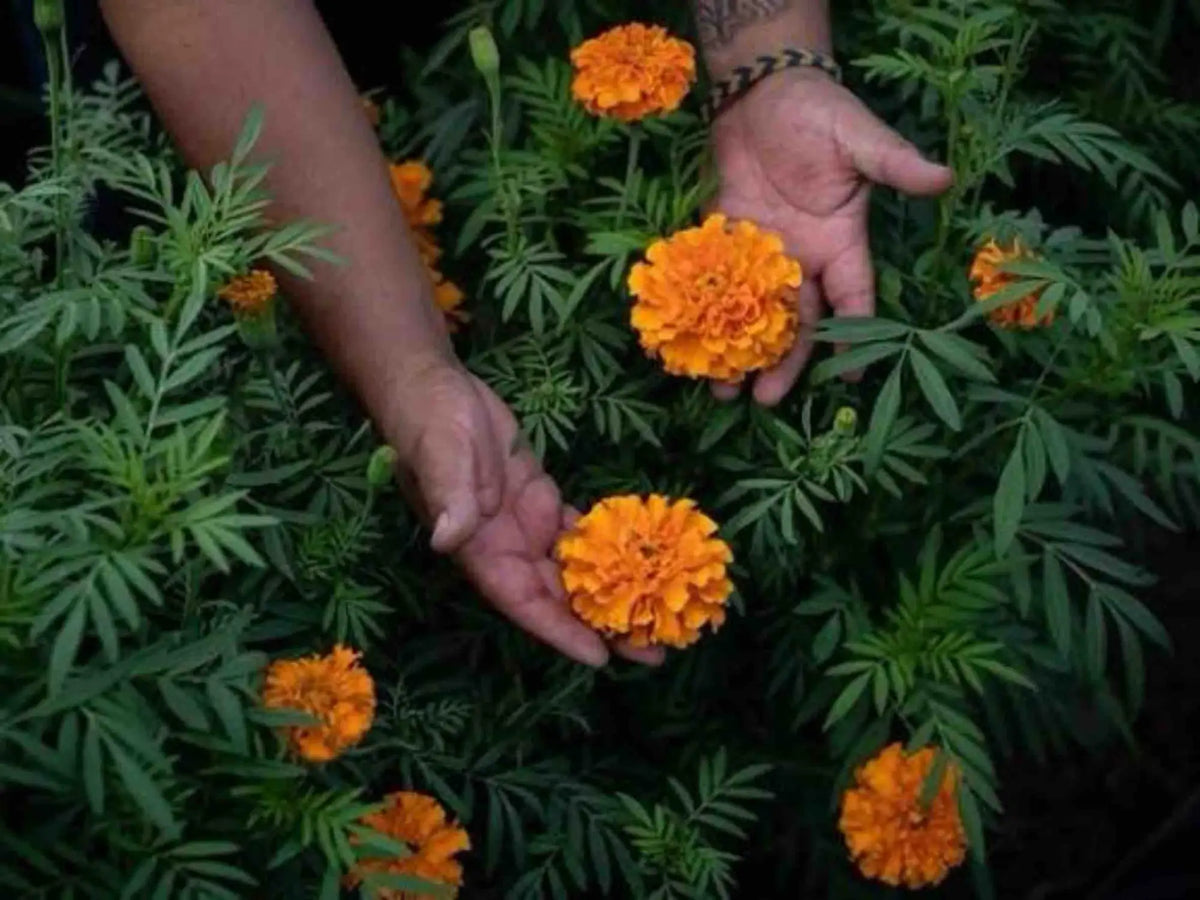Vibrant orange marigold flowers with layered petals and green foliage.
