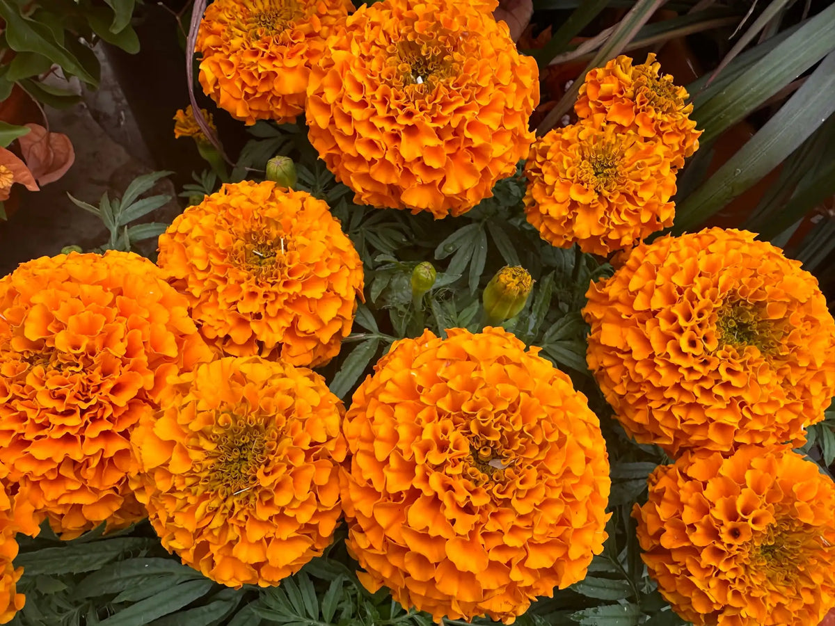 Vibrant orange marigold flowers with ruffled petals and yellow centers, growing in a lush green garden bed.